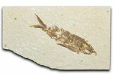 Detailed Fossil Fish (Knightia) - Wyoming #346024-1
